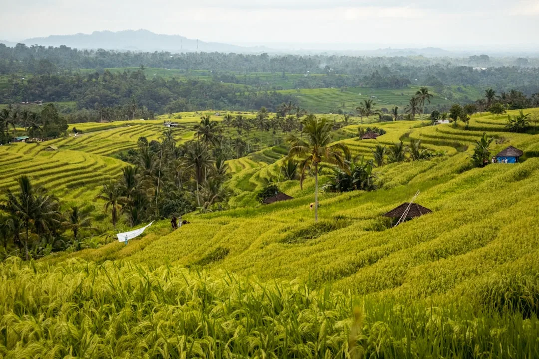 Bali Bike Tour Rice Terrace